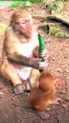 A little monkey tries to take a fruit  from another monkey