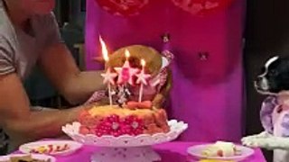 Família faz festa de aniversário para cachorra com bolo e velinhas em Joinville