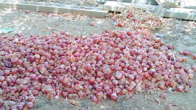 Peacocks Pigeons Hens Chakor Life Moments