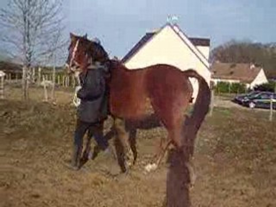 La miss au trot