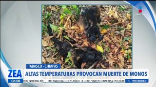 El calor está provocando la muerte de monos en Tabasco y Chiapas
