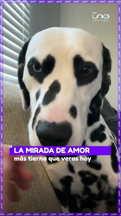 #Virales | No hay amor más puro que el de nuestros peluditos, pero de este lindo dálmata le sale el amor hasta por los ojos.