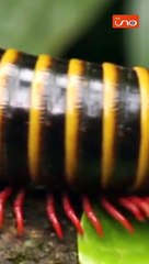 #EnRedUno | ¿El cambio climático puede aumentar el riesgo de otra pandemia?