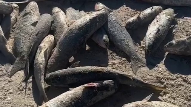 Pescadores capturam 4800 tainhas em Bombinhas