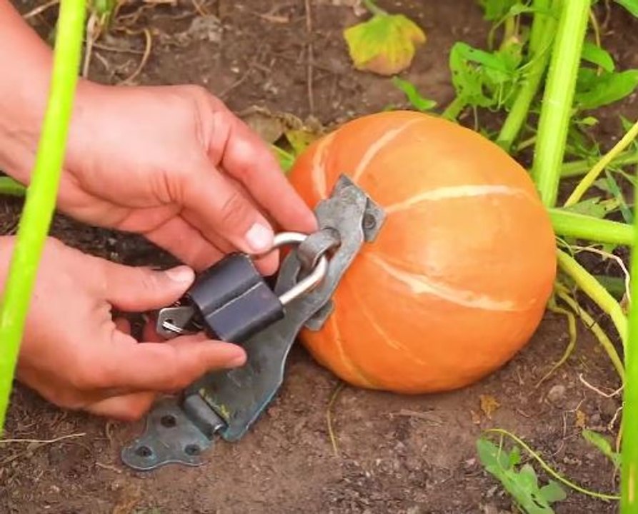 Efficient gardening hacks to make your plants  thrive!