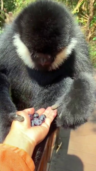Funny monkey  but hungry so cute