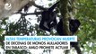 Altas temperaturas provocan muerte de decenas de monos aulladores en Tabasco; AMLO promete actuar