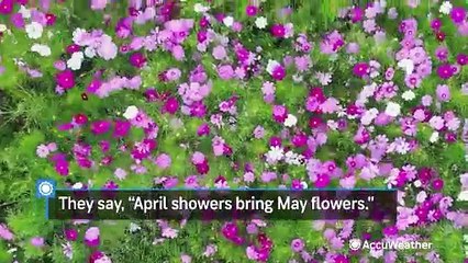 Flower Moon rises for a celestial bloom on May 23