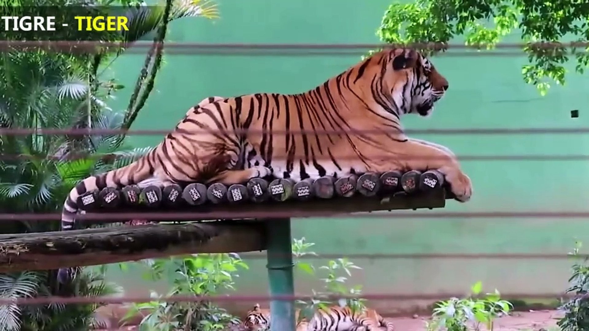 ⁣Wild animals - Jungle animals sound - Forest Animal