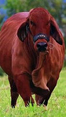 beautiful bull cow of balochistanبلوچستان کے خوب صورت بیل اور گائ