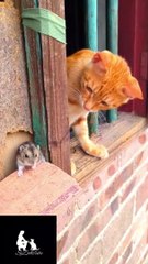 Funny Cute Cat & Mouse Playing Video # Shorts # Funny Video # SjZooTube