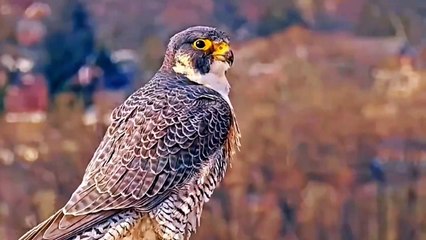Bird cute Bird | little Bird | funny video | Bird