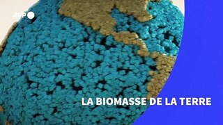La biomasse sur Terre