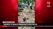 Monos aulladores mueren debido a las altas temperaturas en Tabasco y Chiapas