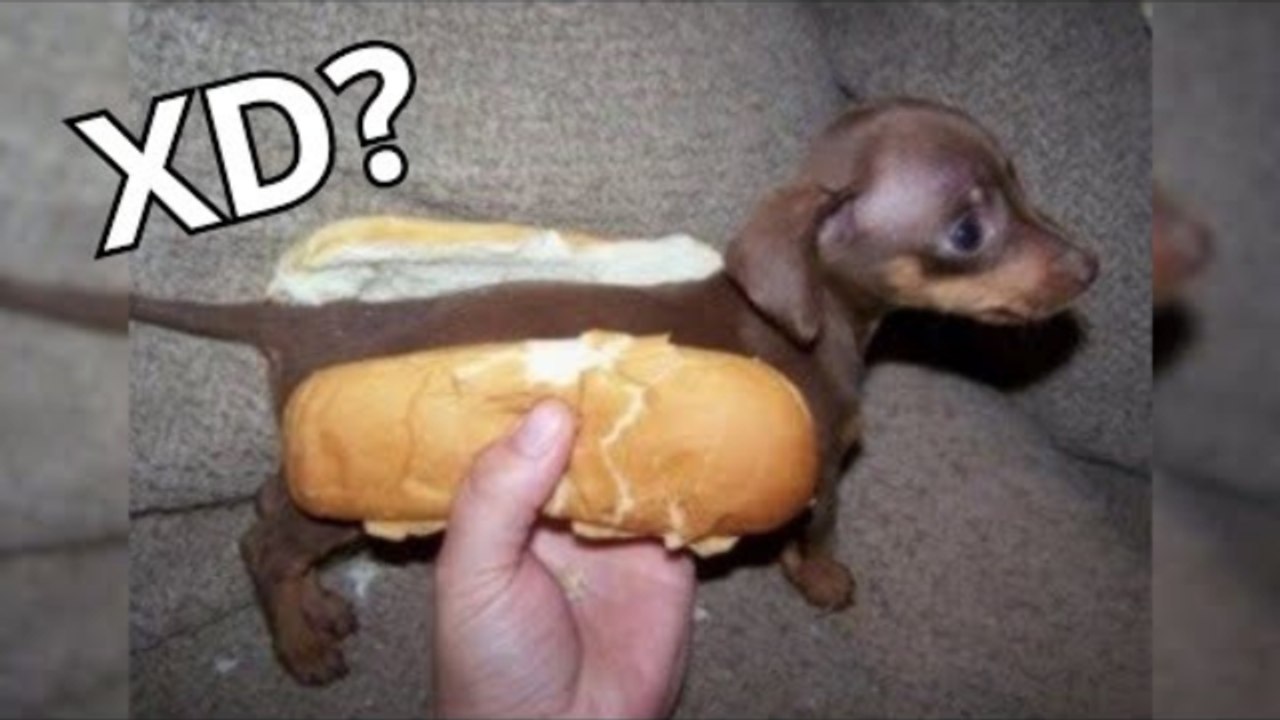 Videos de risa 2024 - SI TE RÍES PIERDES NIVEL DIOS - Videos De Risa Muy Graciosos 2024