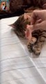 Cats Wake Up Time| Funny Cat 2024| #funnyshorts #cat #shortvideos #funny #short