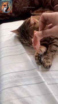 Cats Wake Up Time| Funny Cat 2024| #funnyshorts #cat #shortvideos #funny #short