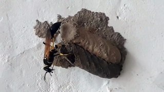 Spider killer wasp | wasp documentary | #towardthenature