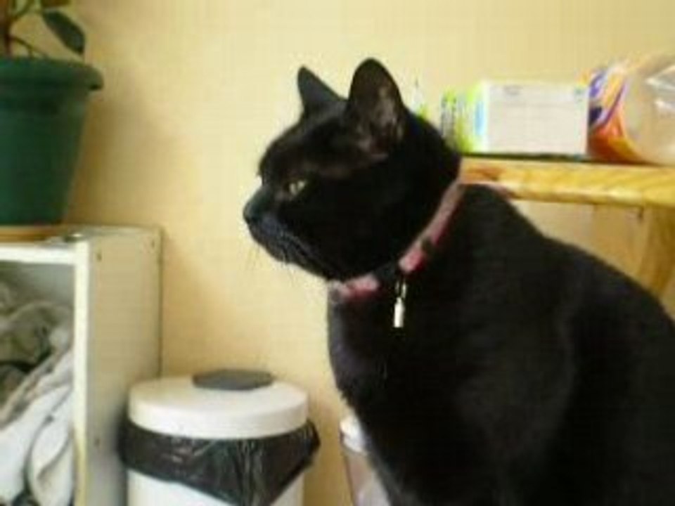 Kim, miaulement de chaton