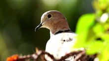 The Collared Dove: Close Up HD Footage (Streptopelia decaocto)