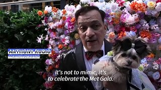 Dogs recreate Met Gala looks at New York's 'Pet Gala'