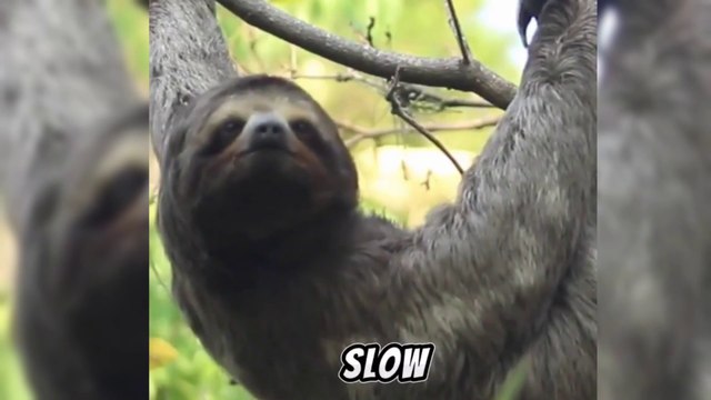 Amazing Facts about Sloth You Must Know