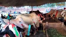 Shahpur Kanjra Mandi Mein Bohat Hi Khubsurat Janwar Aa Gaye Bakra Eid 2024