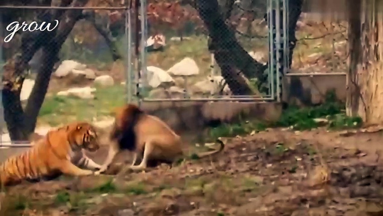 Rush with lion and tiger