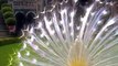 Amazing peacock Dance spreads wings Birds Lovers beautiful birds