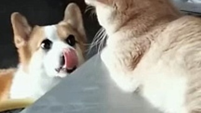 Funniest cats and dogs | best funny animals video 2024 | funniest animals | funny dogs