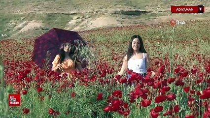 Adıyaman’da nohut tarlası gelinciklerle kızıla büründü