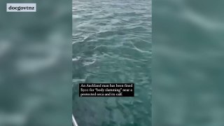Man fined $600 for jumping in the water near two orca