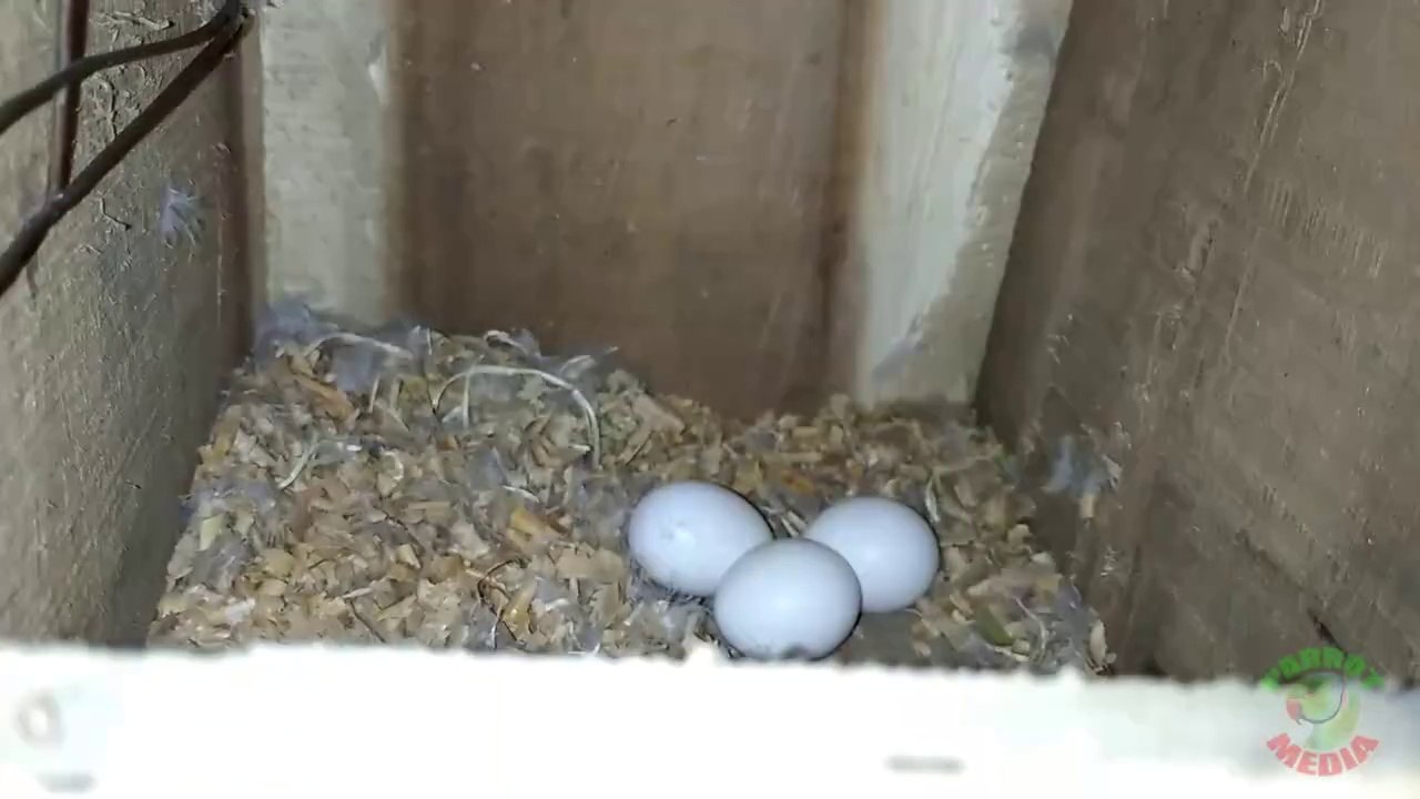 Ringneck Parrot Breeding Progress
