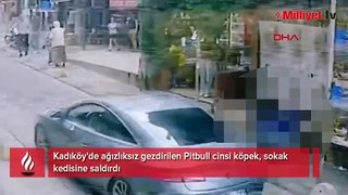 Yer: Kadıköy! Pitbull, sokak kedisine saldırdı