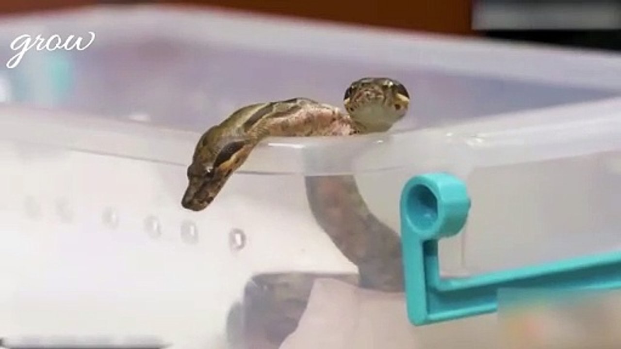 A two-headed snake is revealed