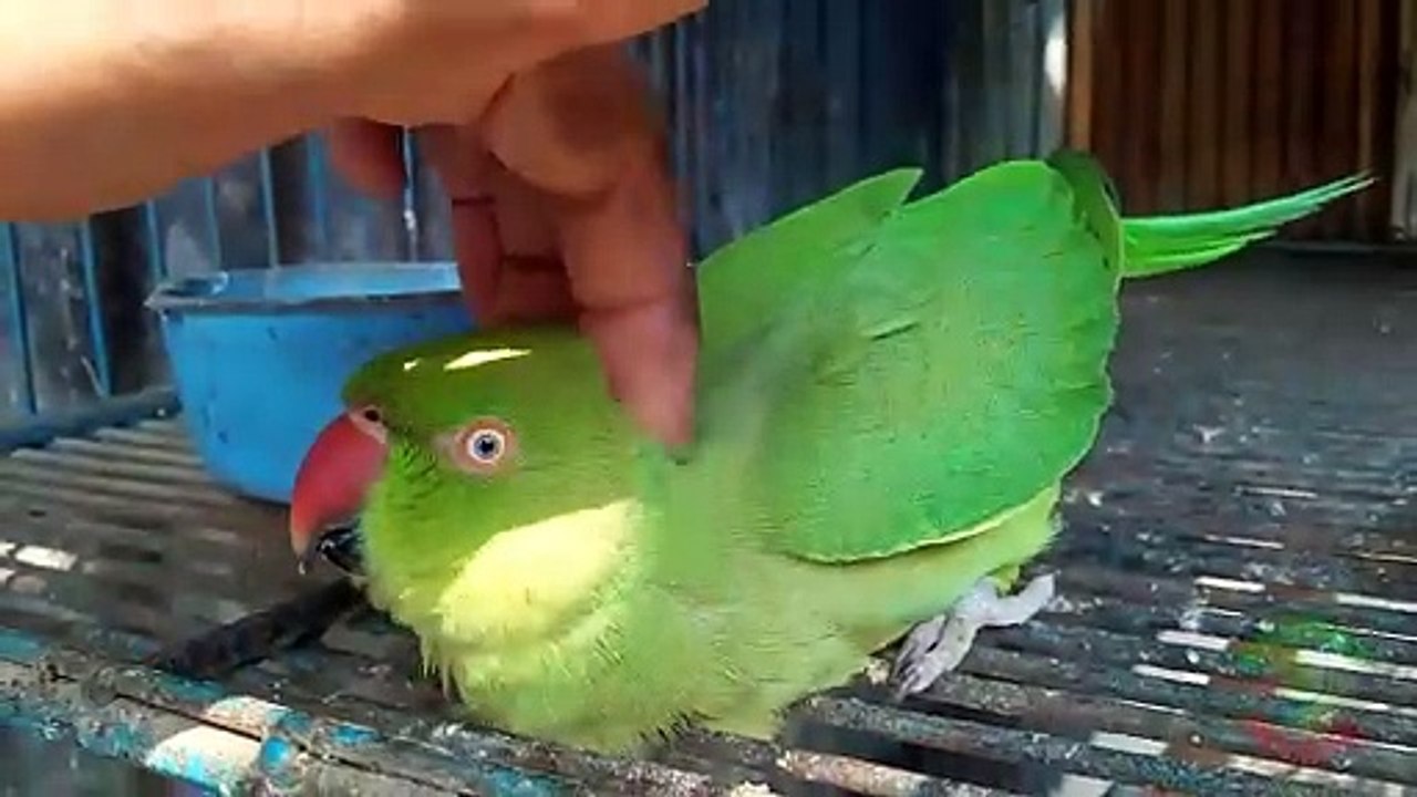 Ringneck Parrot Mating Call Sounds