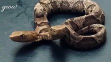 Two-headed snake