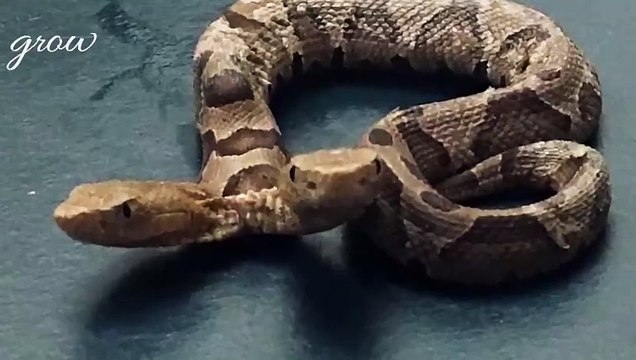 Two-headed snake