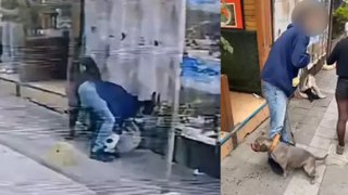 Kadıköy'de pitbull dehşeti! Kediye saldırdığı anlar kamerada