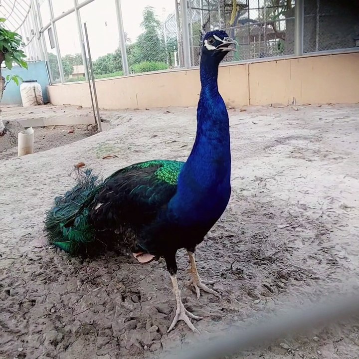 Peacock | Birds