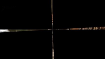 Tiger eats crocodile