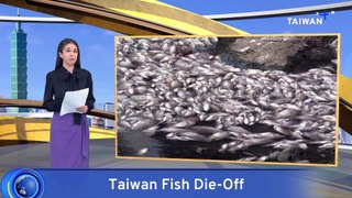 Thousands of Dead Fish Clog Creek in Northern Taiwan