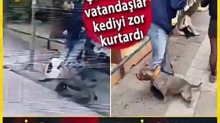 Türkiye'de bitmeyen yasaklı pitbull terörü!