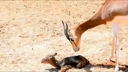 An animal is born, and a tiger eats a deer