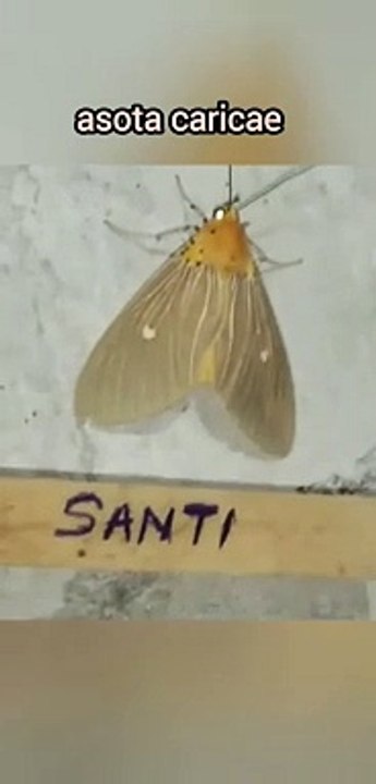 Asota caricae moth