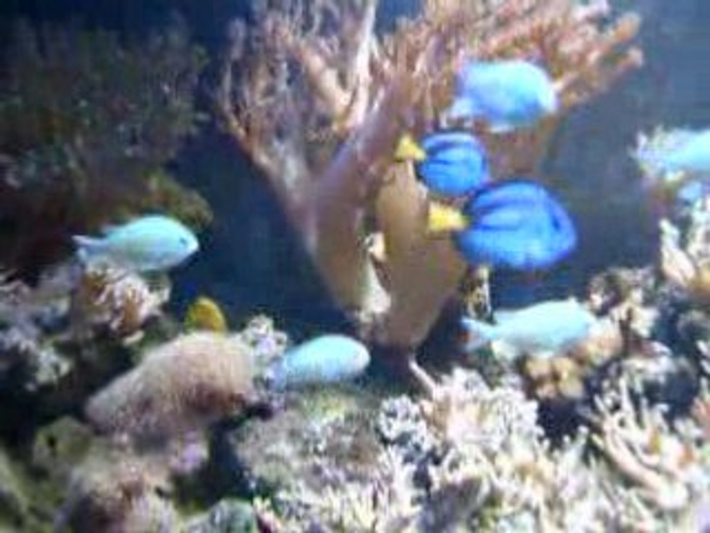 ⁣Aquarium Lionel