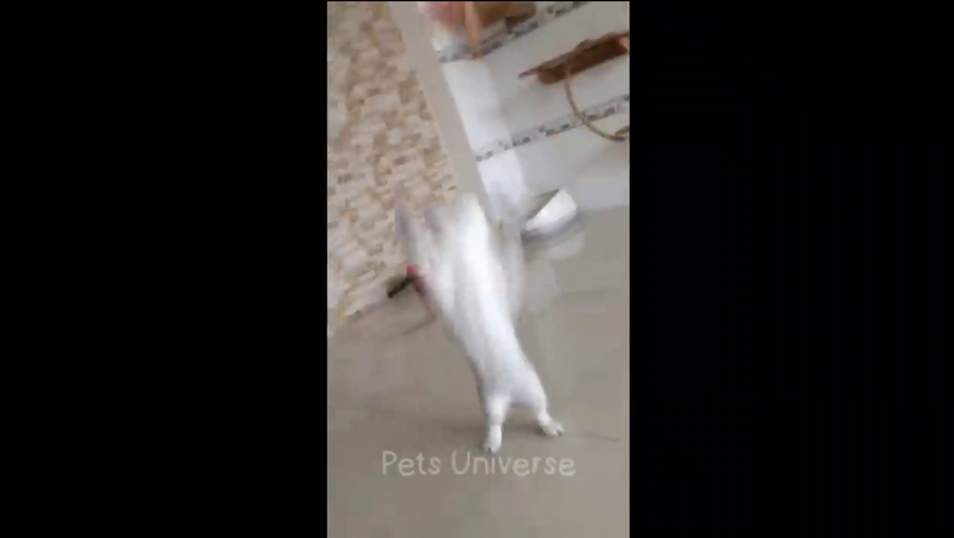 ⁣Pets funny videos part 5  | pets | cats | dogs | 2024