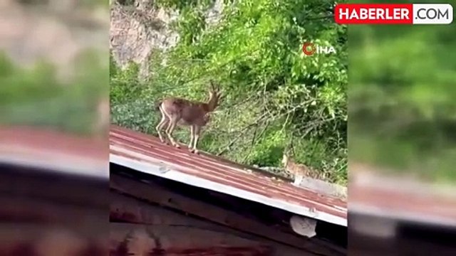 Dağ keçileri evlerin çatısına çıkmaya başladı