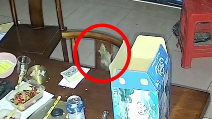 Moment rat almost starts fire - by turning on a hob