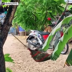 เอ็นดู ! น้องหมาชอบนอนเปล ขึ้นเองได้ แกว่งเปลเองไม่ง้อใคร